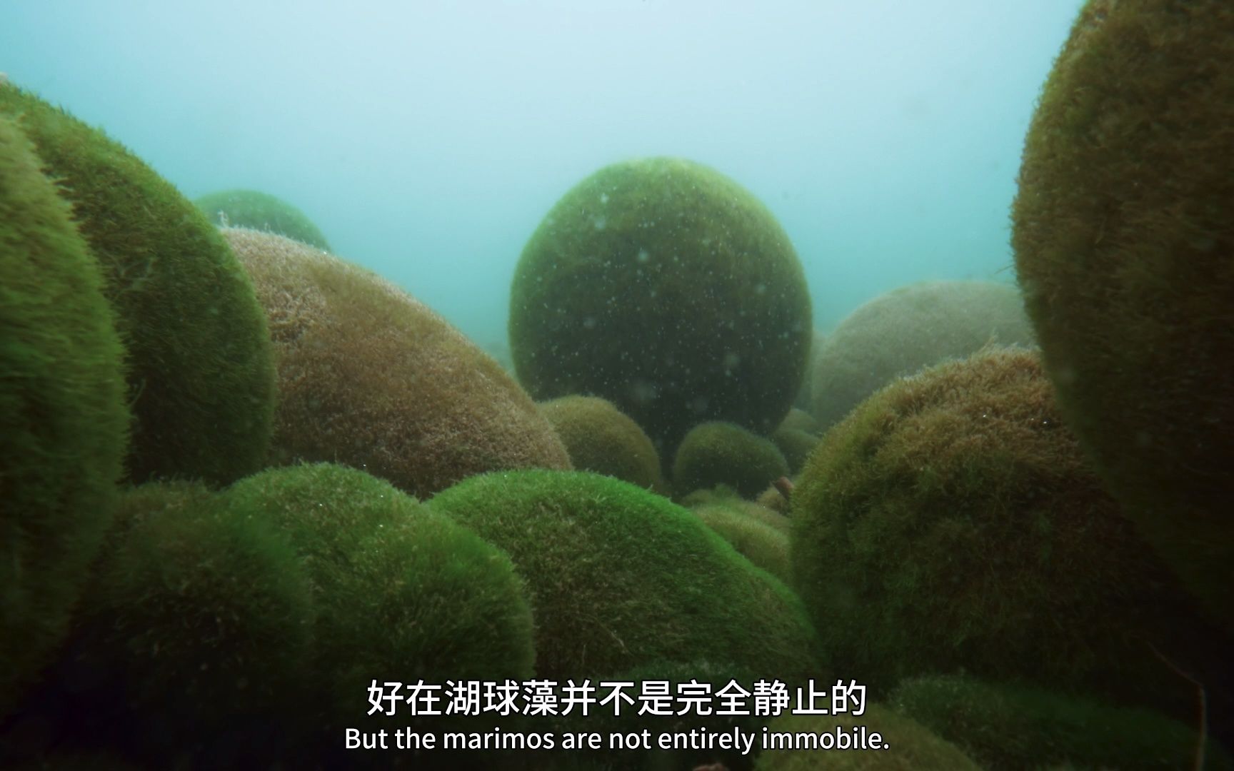 【绿色星球】看点2-3 可可爱爱的湖球藻给彼此搓澡