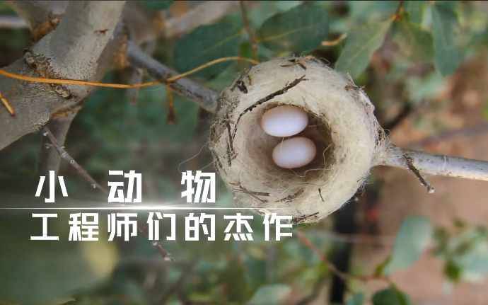 纪录片《小动物工程师们的杰作》全3集 【英语中字】 1080P超清