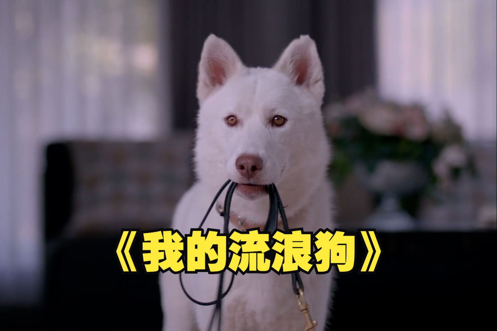 《我的流浪狗》流浪狗成为家庭教师，日夜守护家里的小主人