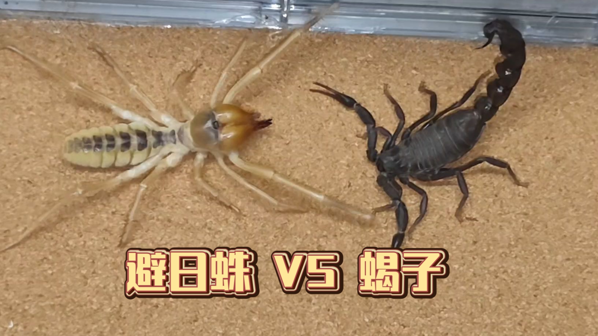 【物抗or毒抗】黑肥尾蝎VS两种避日蛛，老乡打老乡