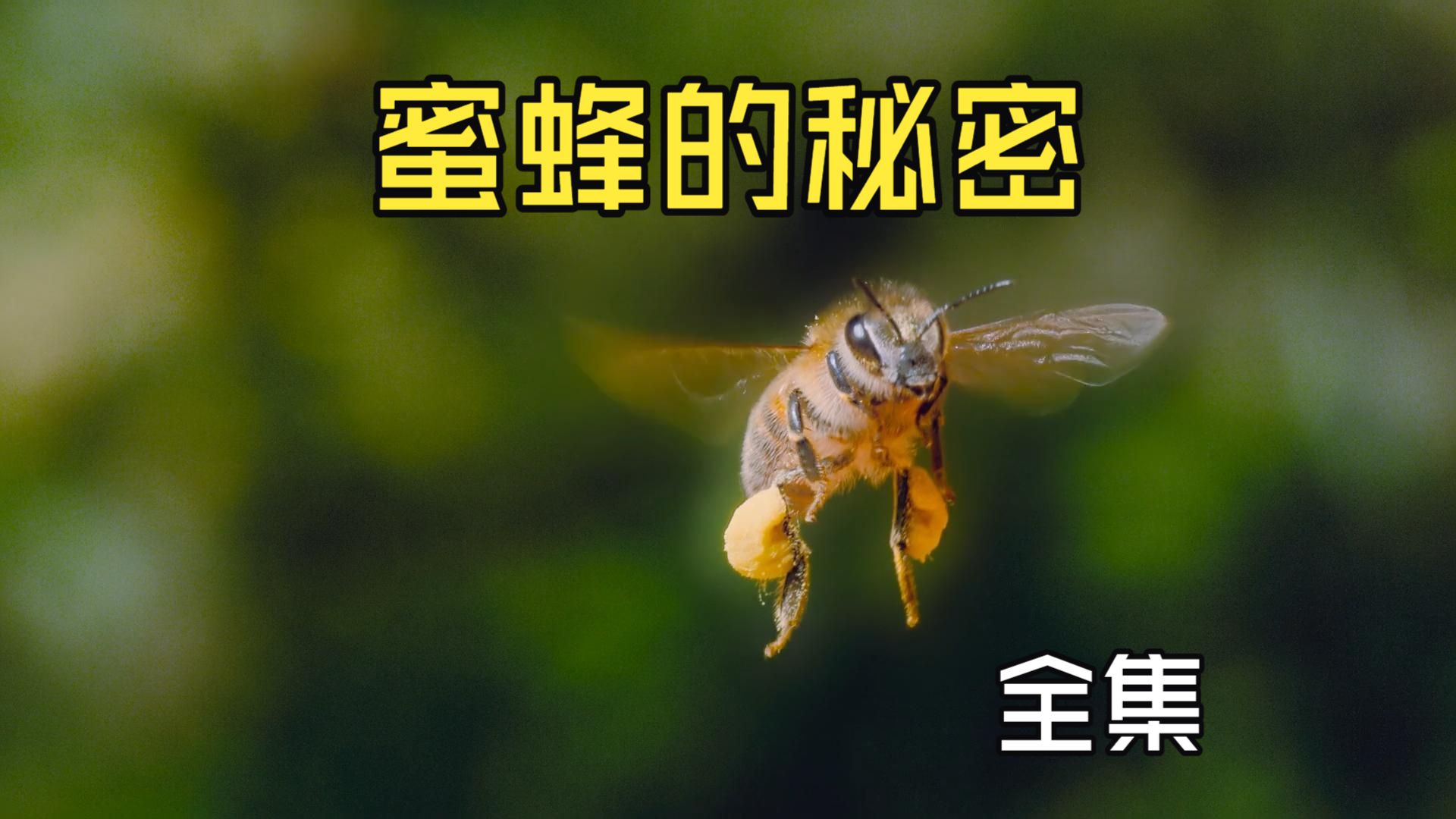 每个人都见过蜜蜂，但鲜少有人真正了解蜜蜂，此刻，让我们一起走进蜜蜂的世界！