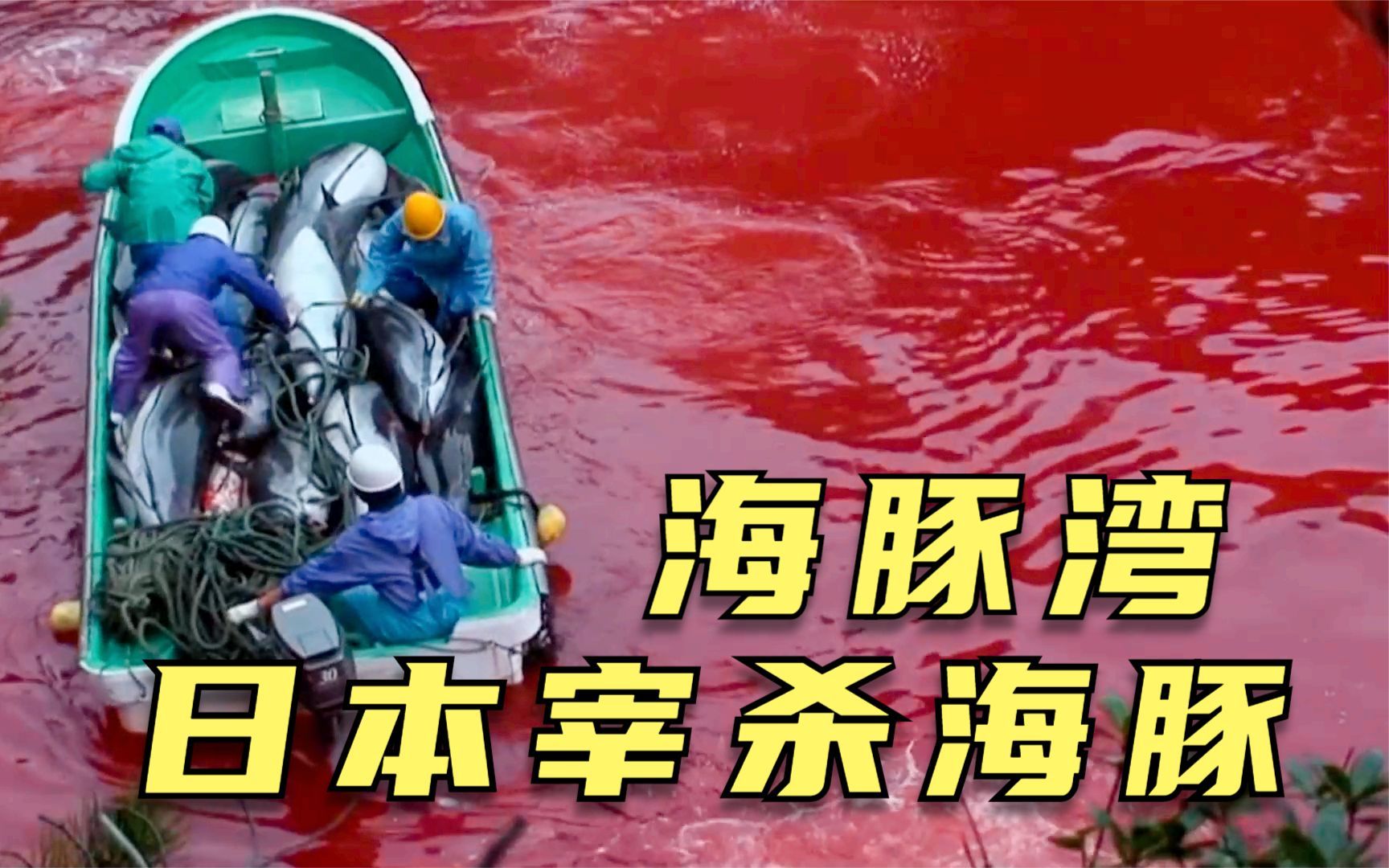 揭露日本恶行的纪录片，导演冒死拍摄残忍过程，每年杀几万头海豚
