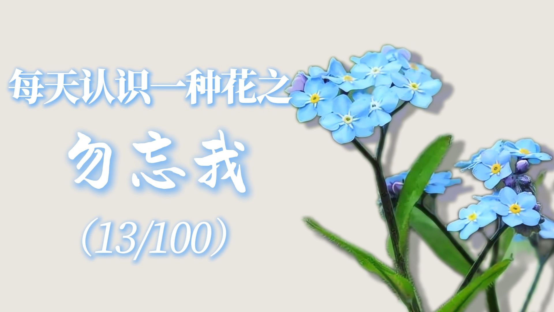 “勿忘我的花语是永恒的爱与未尽的叮咛。”