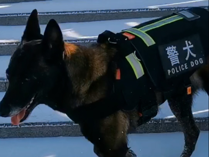 退役警犬沧海的故事