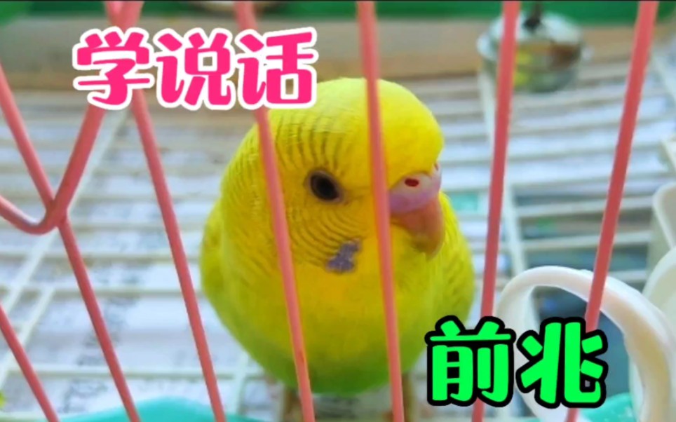 虎皮发出说话信号，主人别错过了