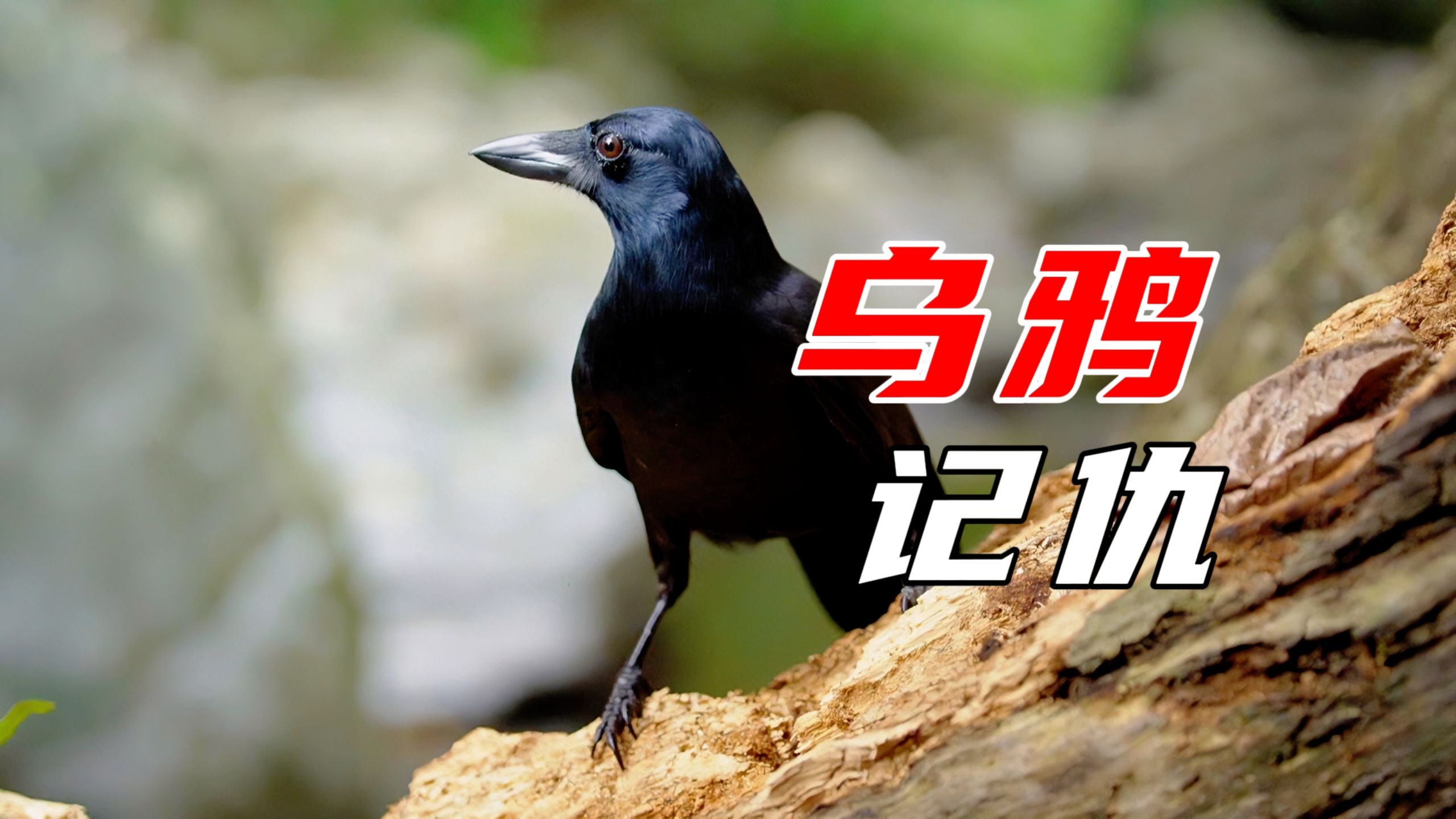 智商高超的乌鸦，十分的记仇，报复行为堪比恶魔