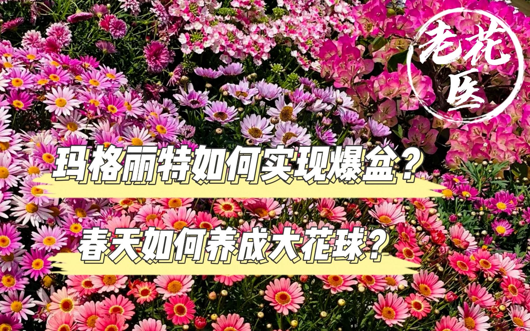 玛格丽特如何实现爆盆？春天如何养成大花球？玛格丽特养护分享