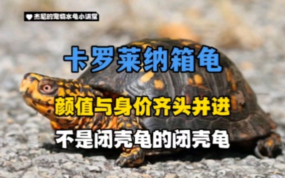 【卡罗莱纳箱龟】箱子来喽！颜值与身价齐头并进，不是闭壳龟的闭壳龟