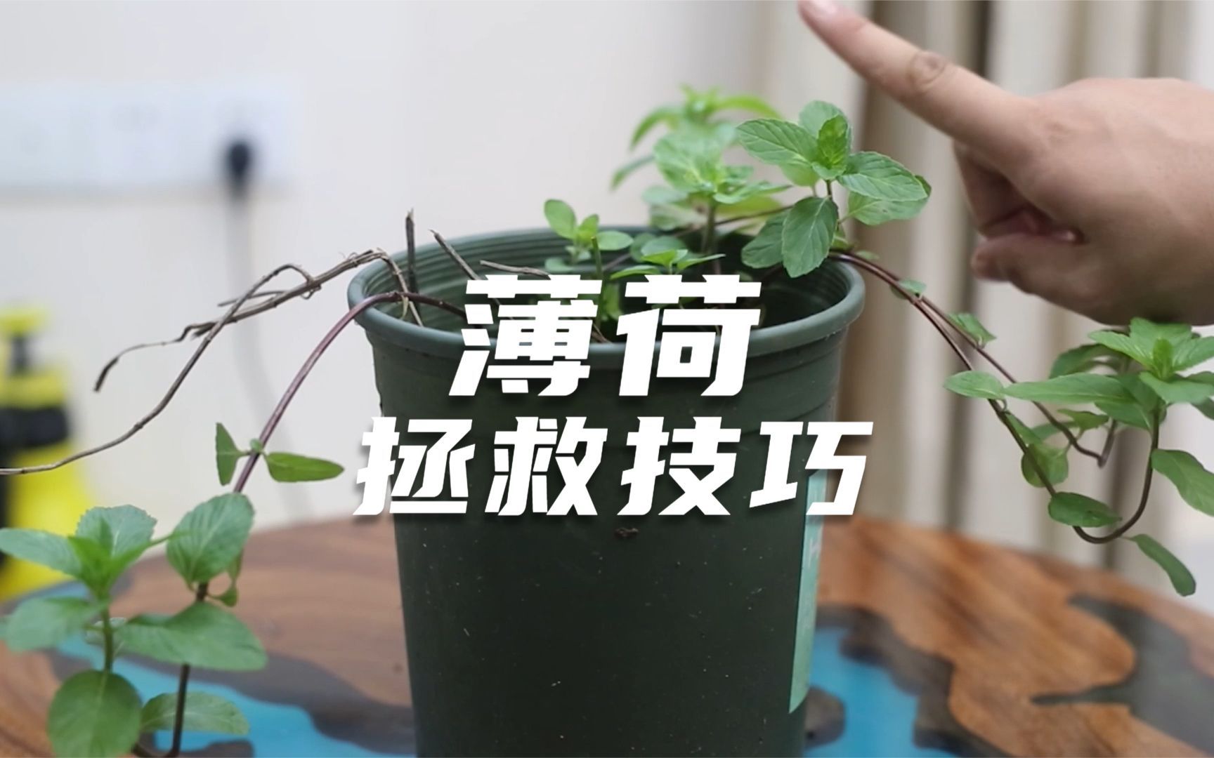 养死的薄荷不要扔，园艺师教你救活它，包括修剪浇水繁殖等技巧
