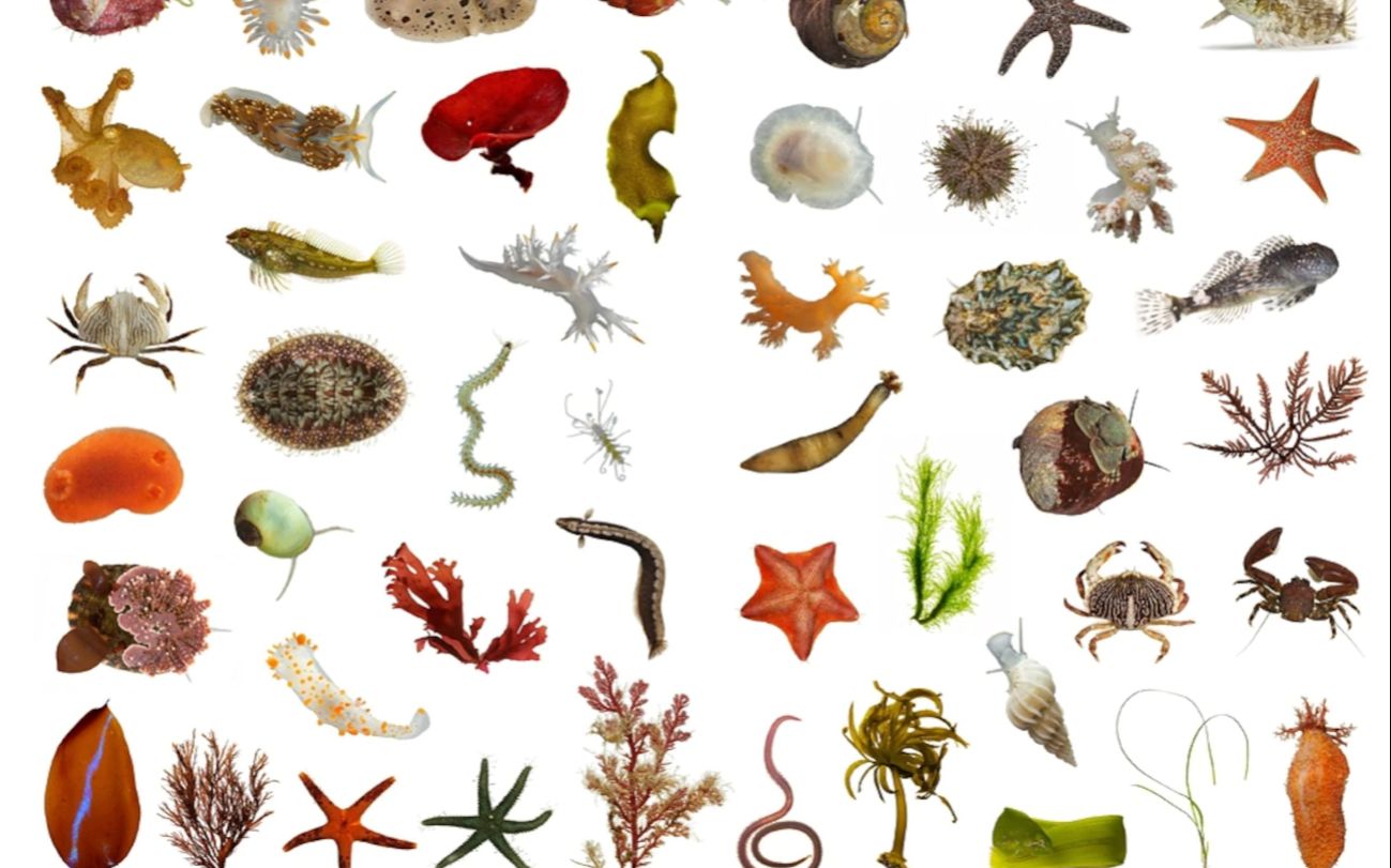 【英文字幕】一立方英尺里的世界 A World in One Cubic Foot