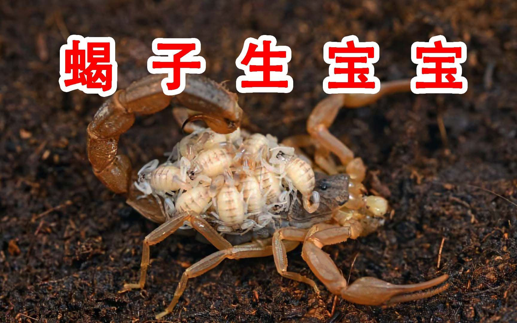 剖开蝎子的肚皮，满满一肚子全是卵！