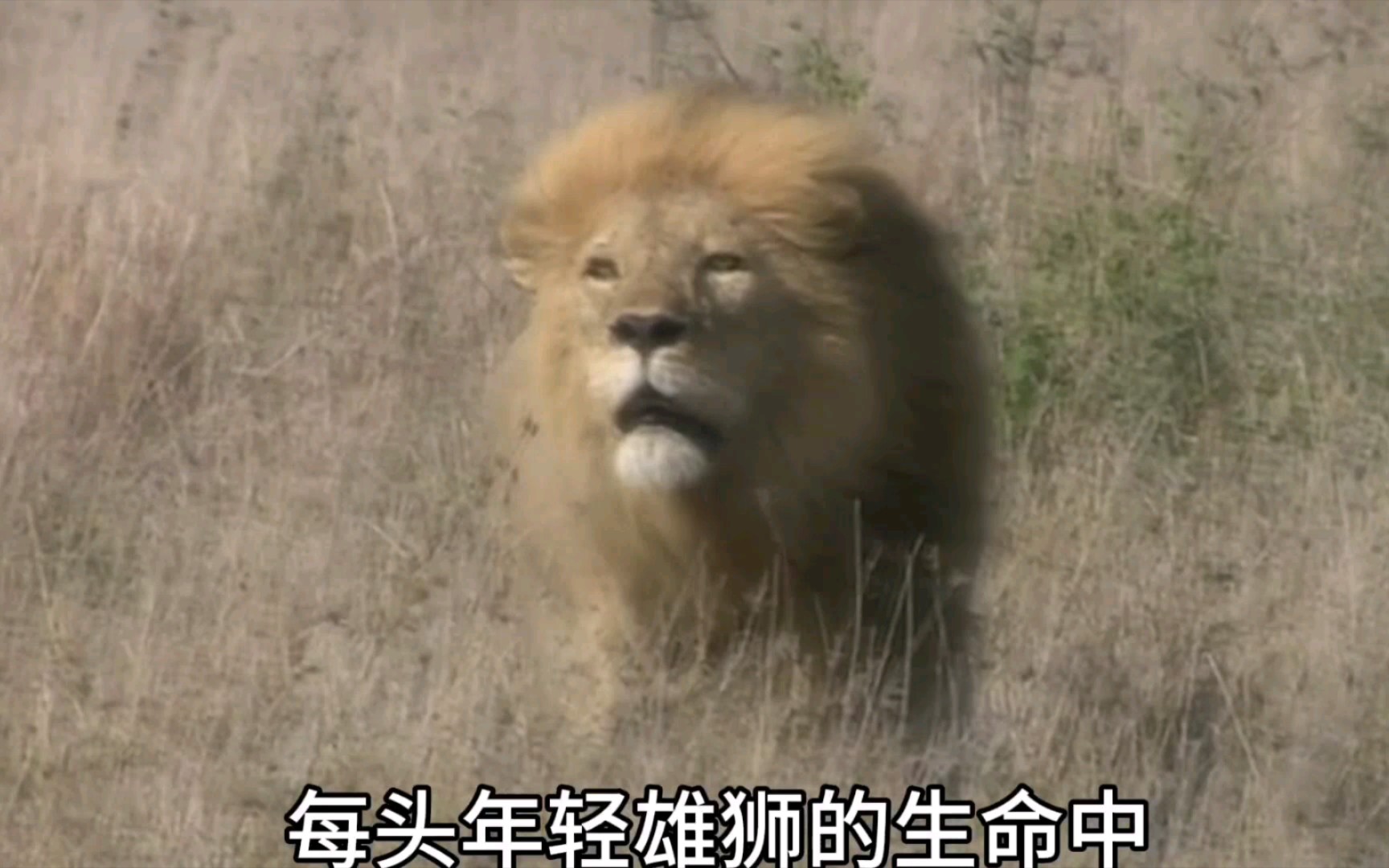 纪录片《大猫系列》 狮群家族的秘密生活！