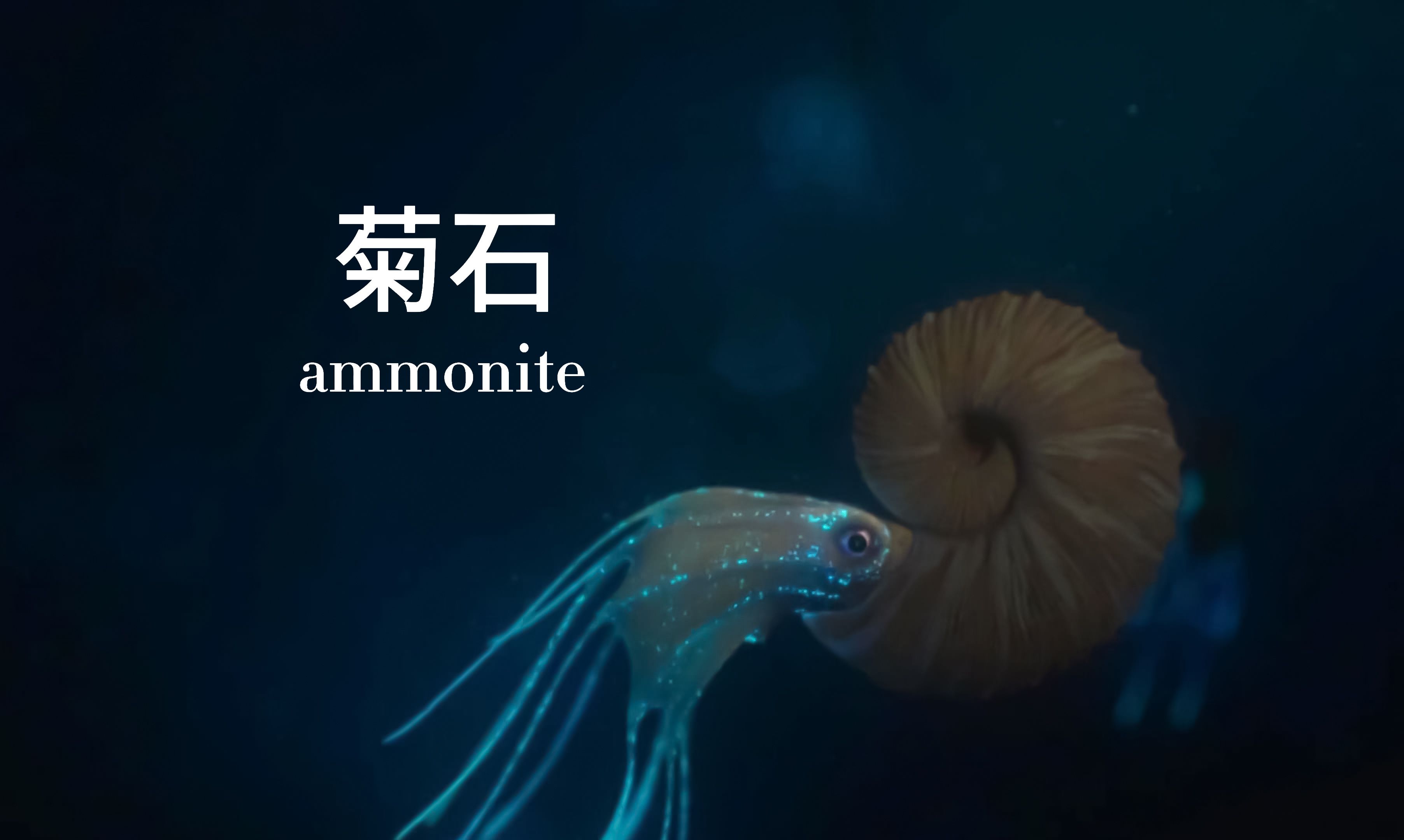 探索菊石之谜，带你领略亿万年前的海洋奇观。