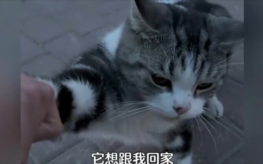“捡个猫家人们，这也太好看了吧，它想跟我回家”