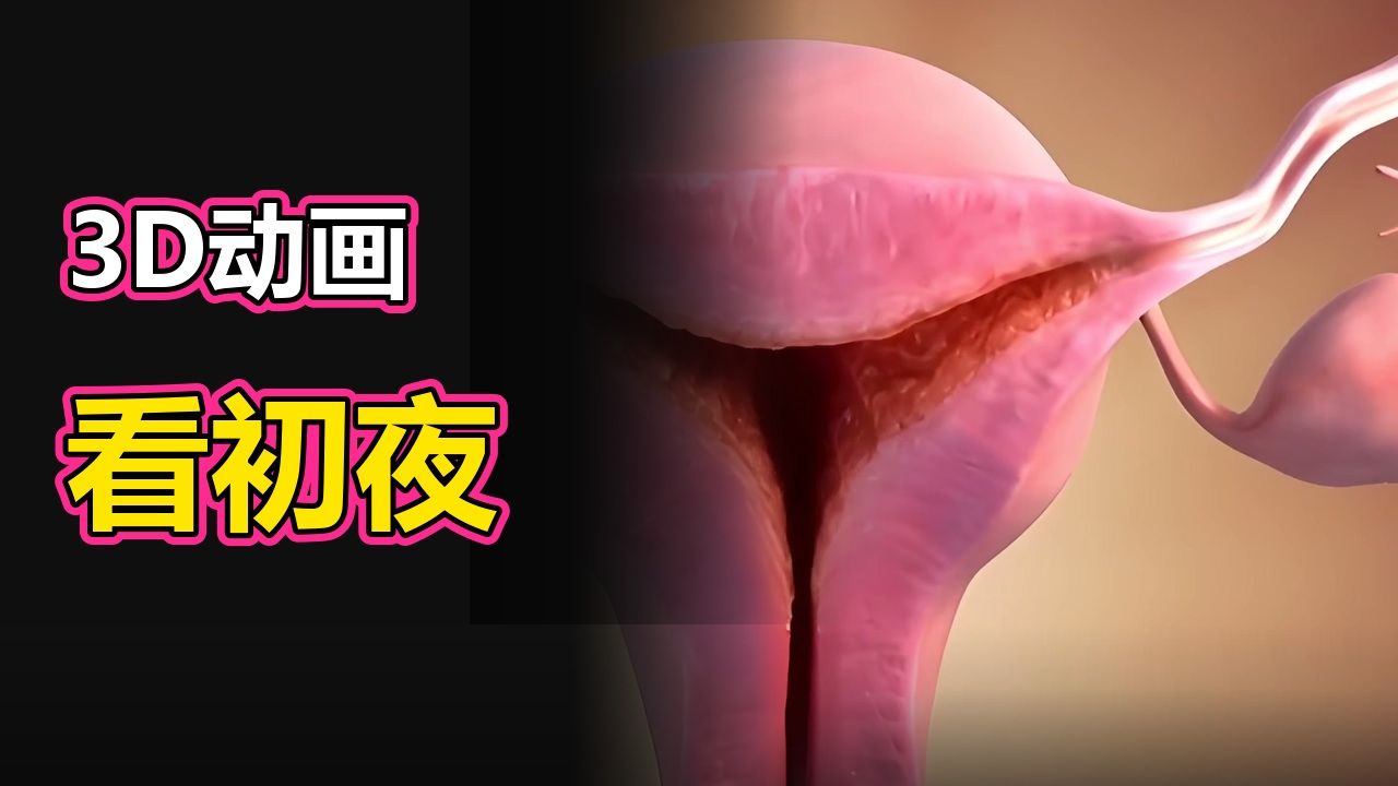 第一次亲密行为前，你需要知道的解剖与生理知识｜3D动画【两性健康】