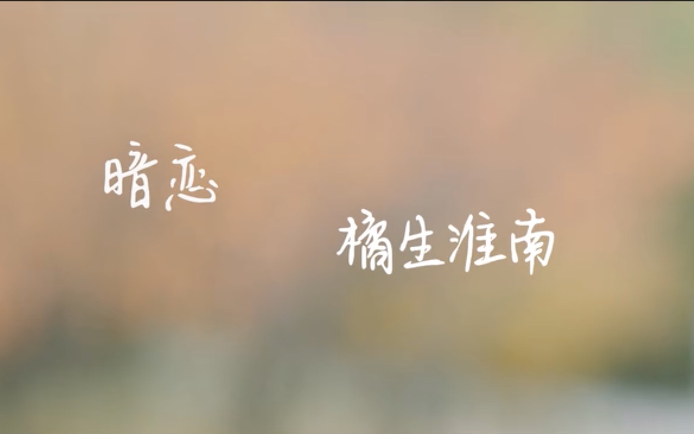 【暗恋·橘生淮南】洛枳cut（主）