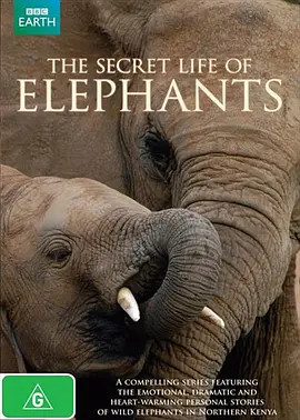 大象的秘密生活 The Secret Life of Elephants海报